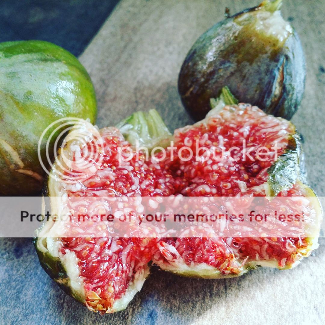 Seattle Garden & Fruit Adventures Fig Tasting Season is Here!